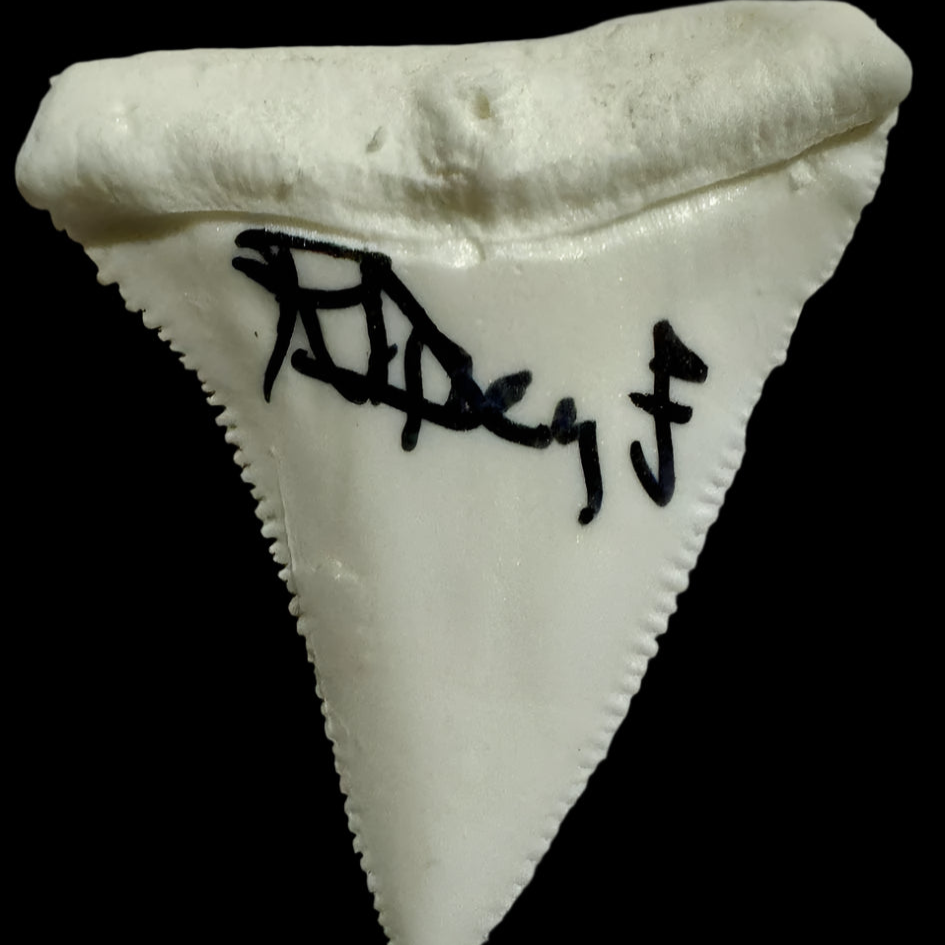 Richard Dreyfuss Signed Shark Tooth (Jaws) - Beckett COA #02